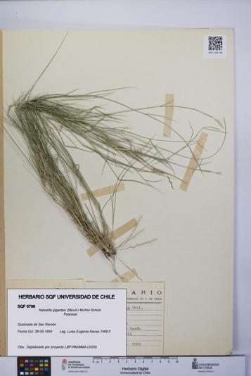 Nassella gigantea [Espécimen: UCH:SQF:0005706]