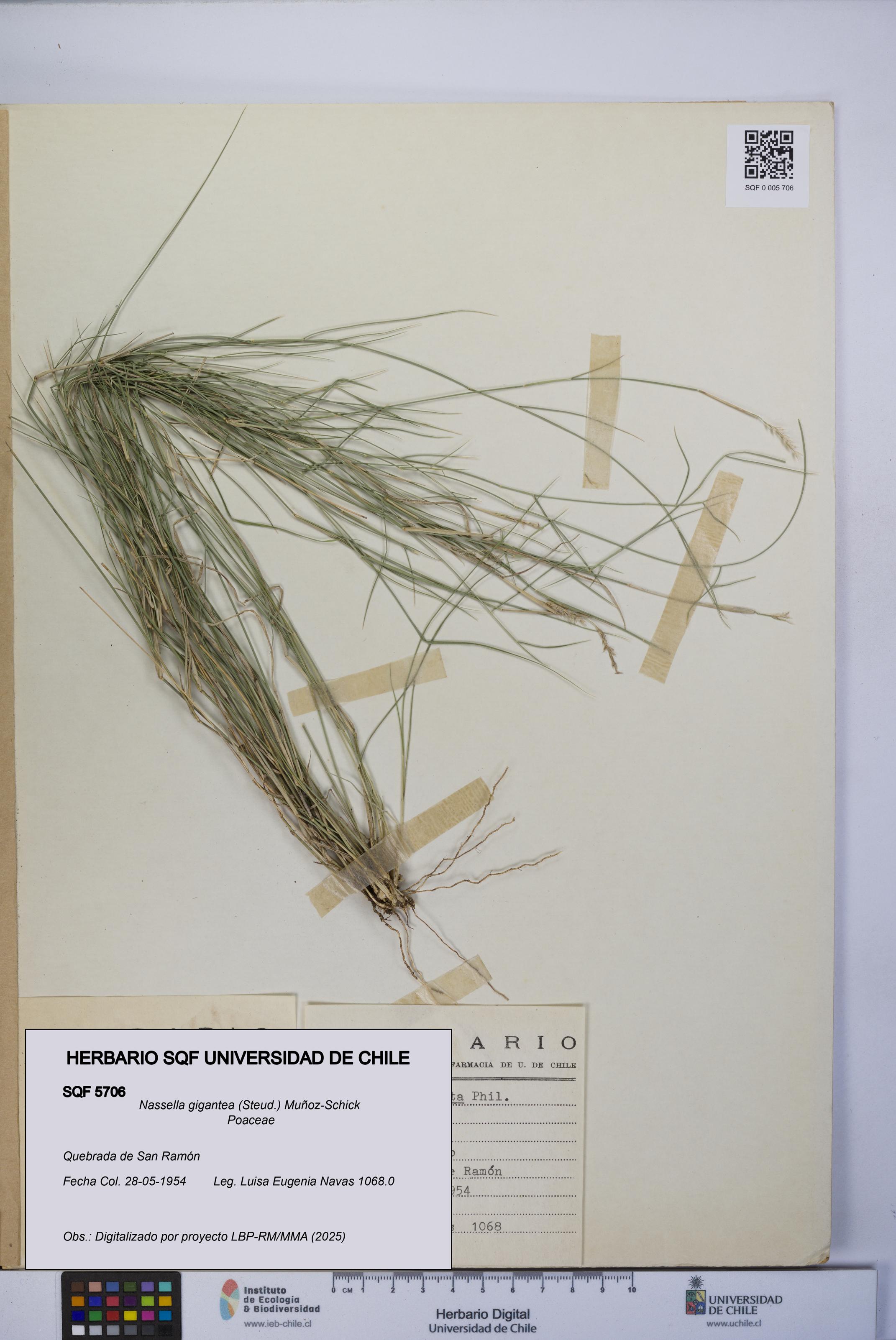 Nassella gigantea [Espécimen: UCH:SQF:0005706]