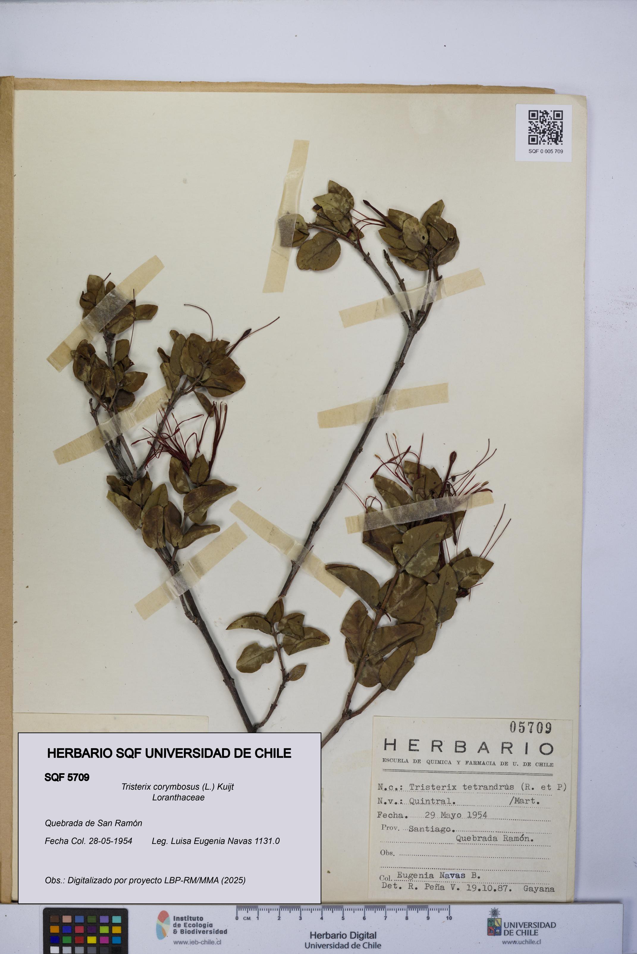 Tristerix corymbosus [Espécimen: UCH:SQF:0005709]