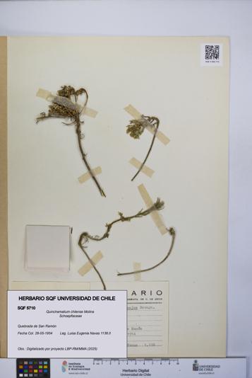 Quinchamalium chilense [Espécimen: UCH:SQF:0005710]