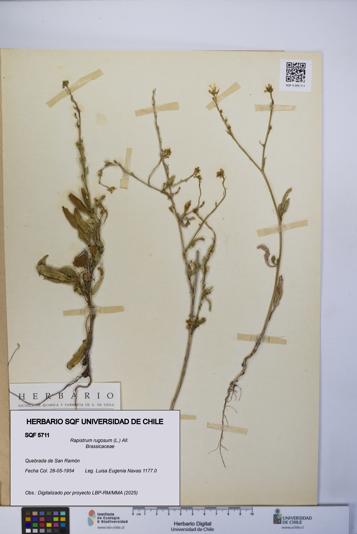 Rapistrum rugosum [Espécimen: UCH:SQF:0005711]