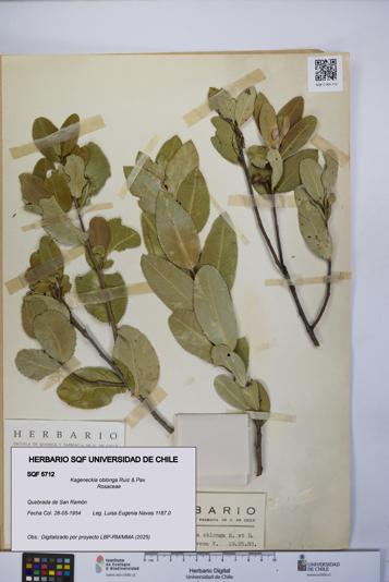 Kageneckia oblonga [Espécimen: UCH:SQF:0005712]