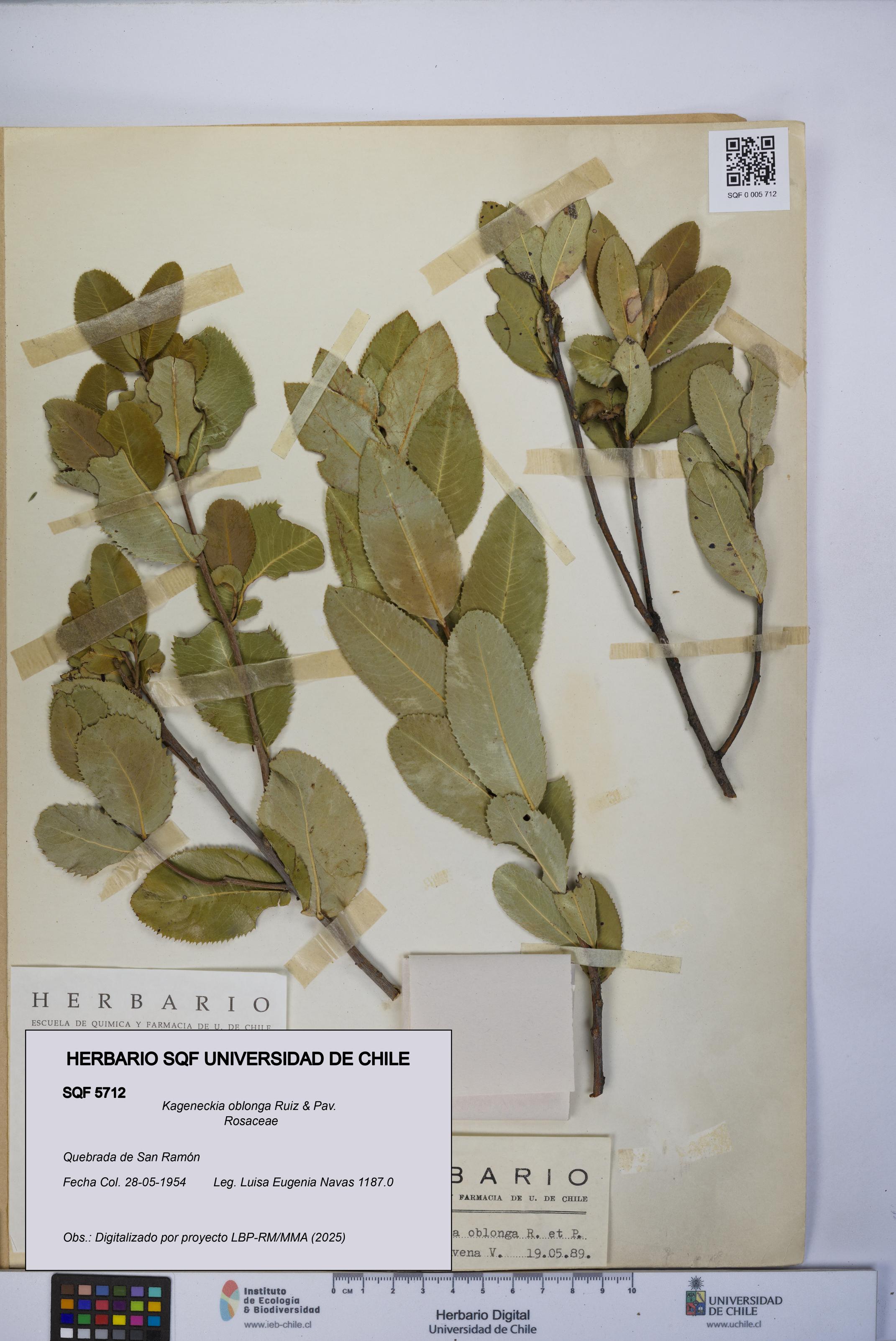 Kageneckia oblonga [Espécimen: UCH:SQF:0005712]