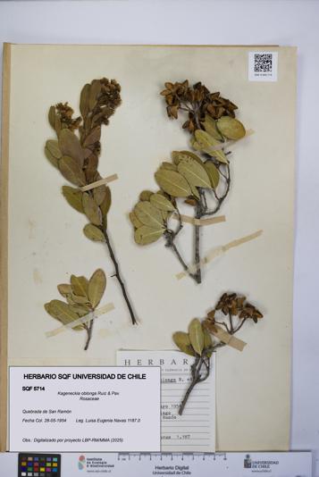 Kageneckia oblonga [Espécimen: UCH:SQF:0005714]