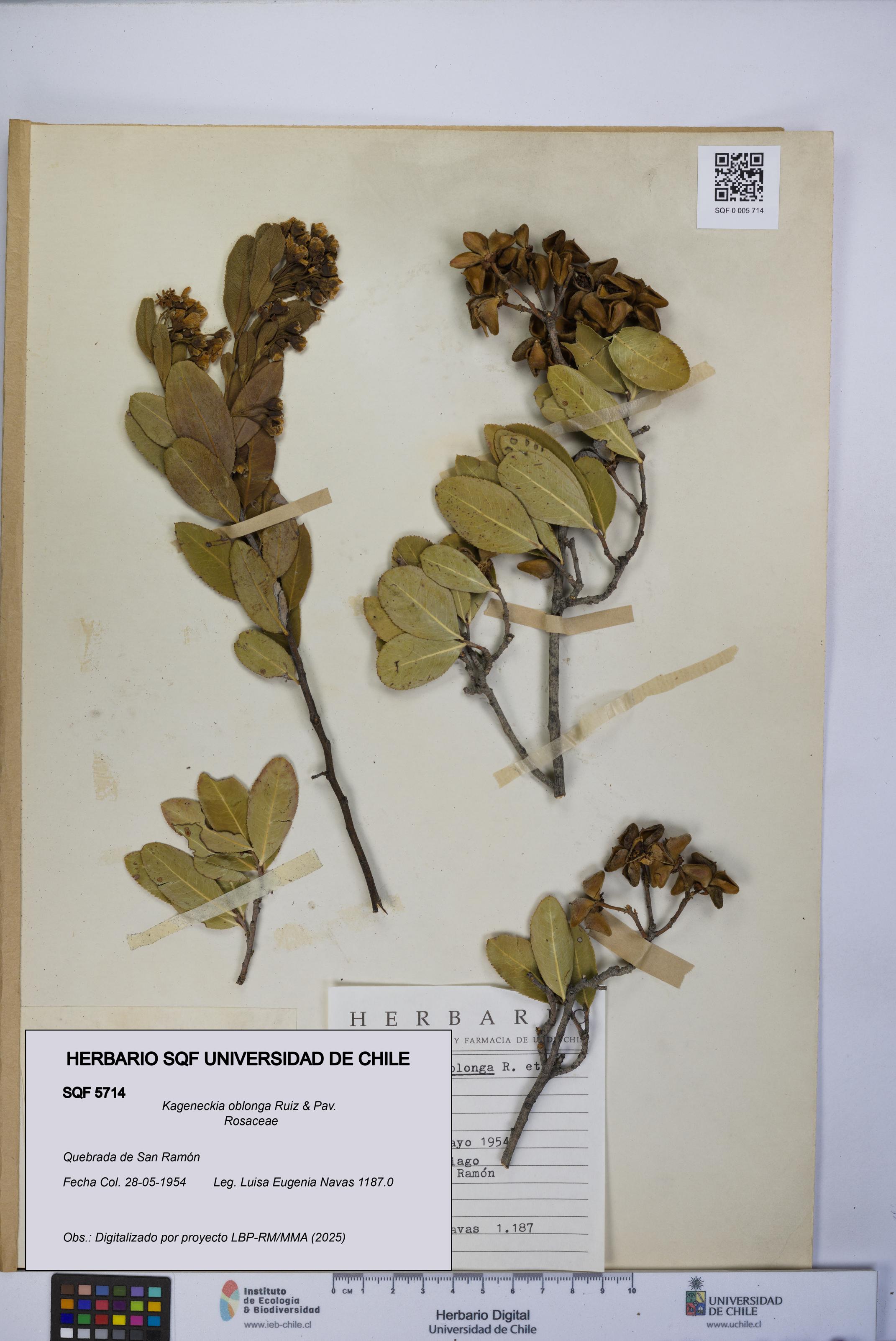 Kageneckia oblonga [Espécimen: UCH:SQF:0005714]