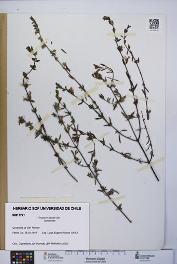 Teucrium bicolor [Espécimen: UCH:SQF:0005721]