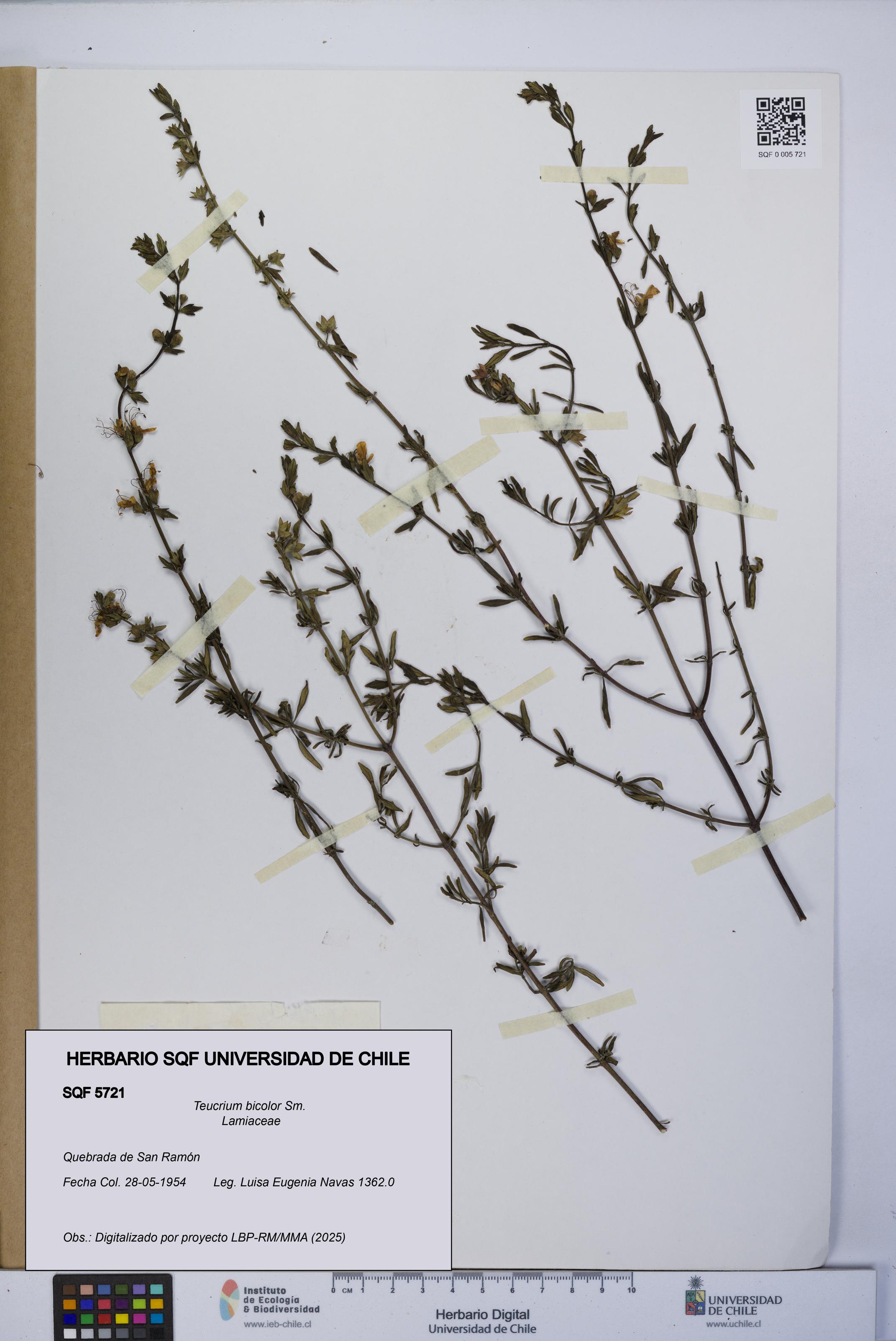 Teucrium bicolor [Espécimen: UCH:SQF:0005721]