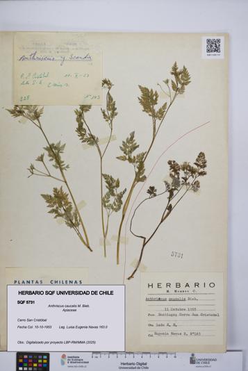 Anthriscus caucalis [Espécimen: UCH:SQF:0005731]