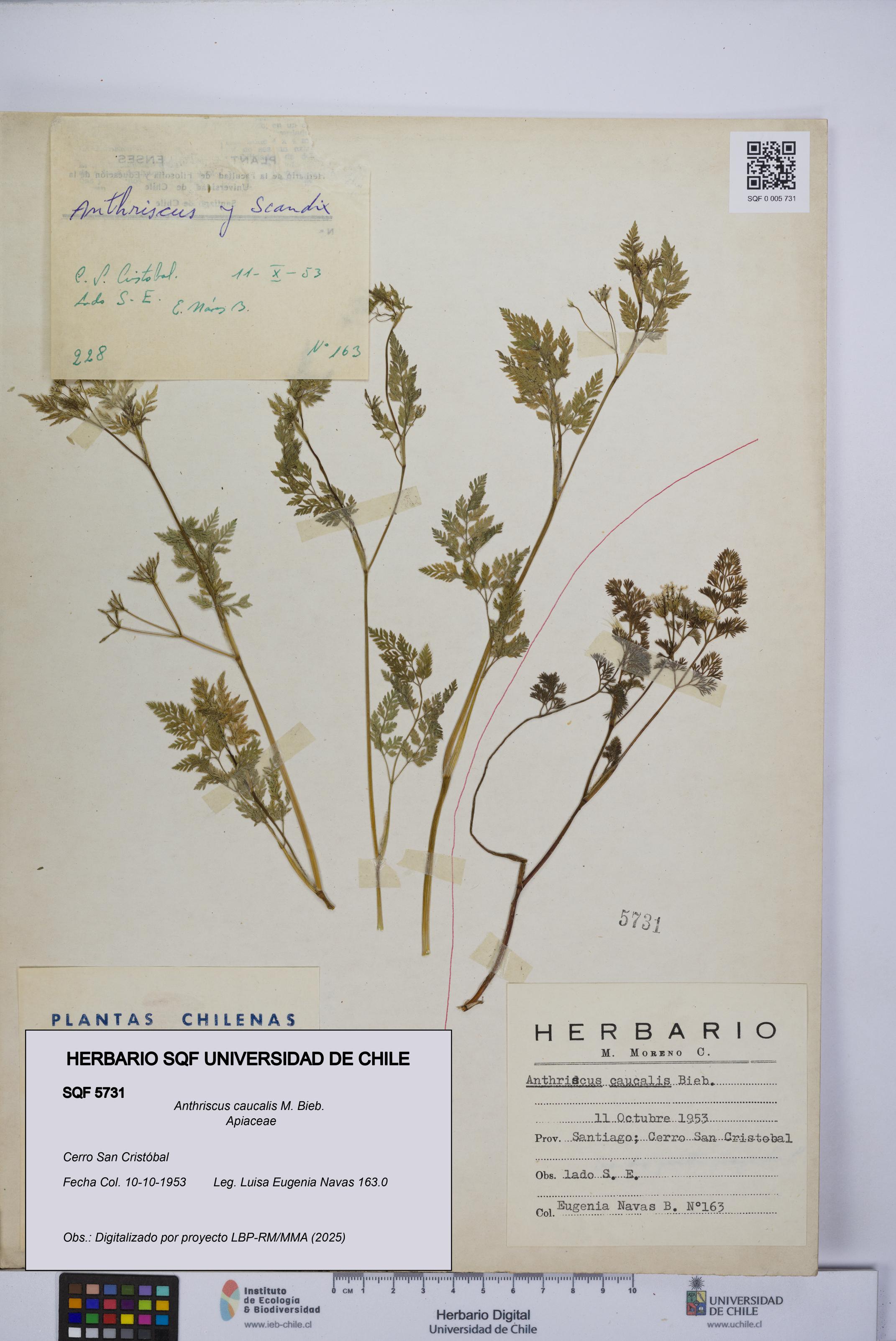 Anthriscus caucalis [Espécimen: UCH:SQF:0005731]