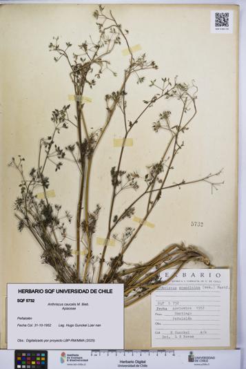 Anthriscus caucalis [Espécimen: UCH:SQF:0005732]