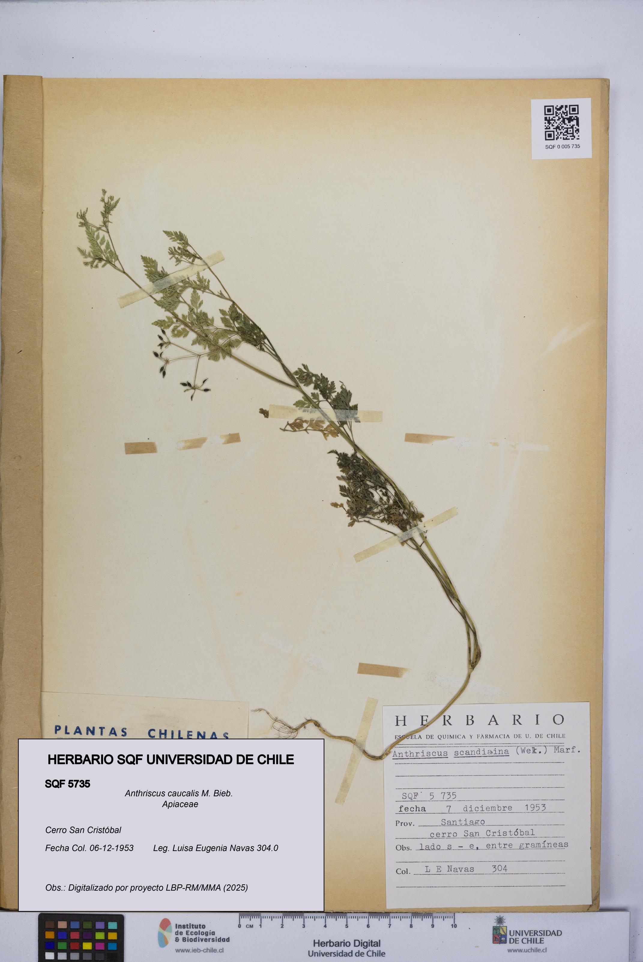 Anthriscus caucalis [Espécimen: UCH:SQF:0005735]