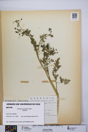 Anthriscus caucalis [Espécimen: UCH:SQF:0005736]