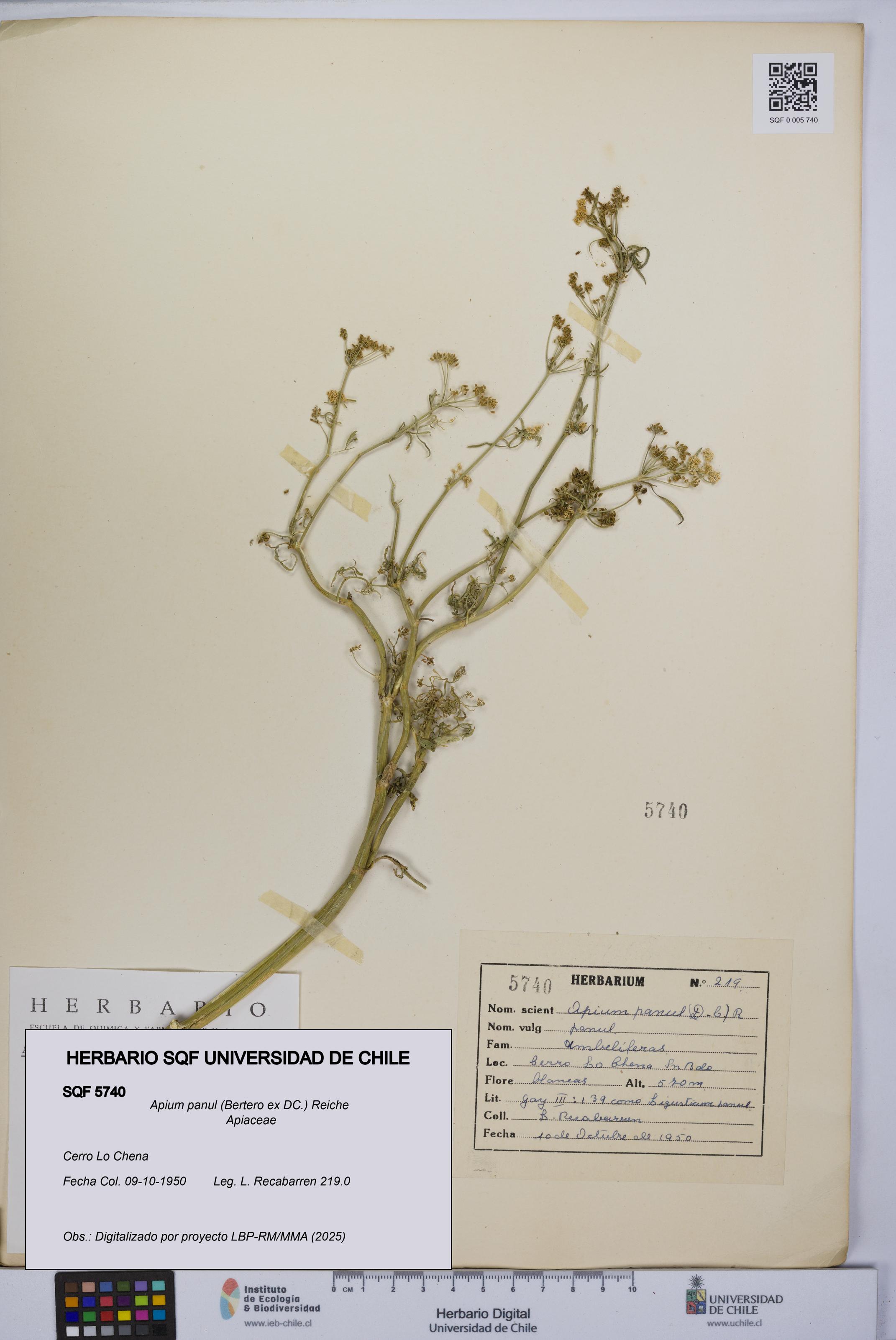 Apium panul [Espécimen: UCH:SQF:0005740]