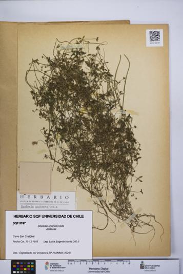 Bowlesia uncinata [Espécimen: UCH:SQF:0005747]