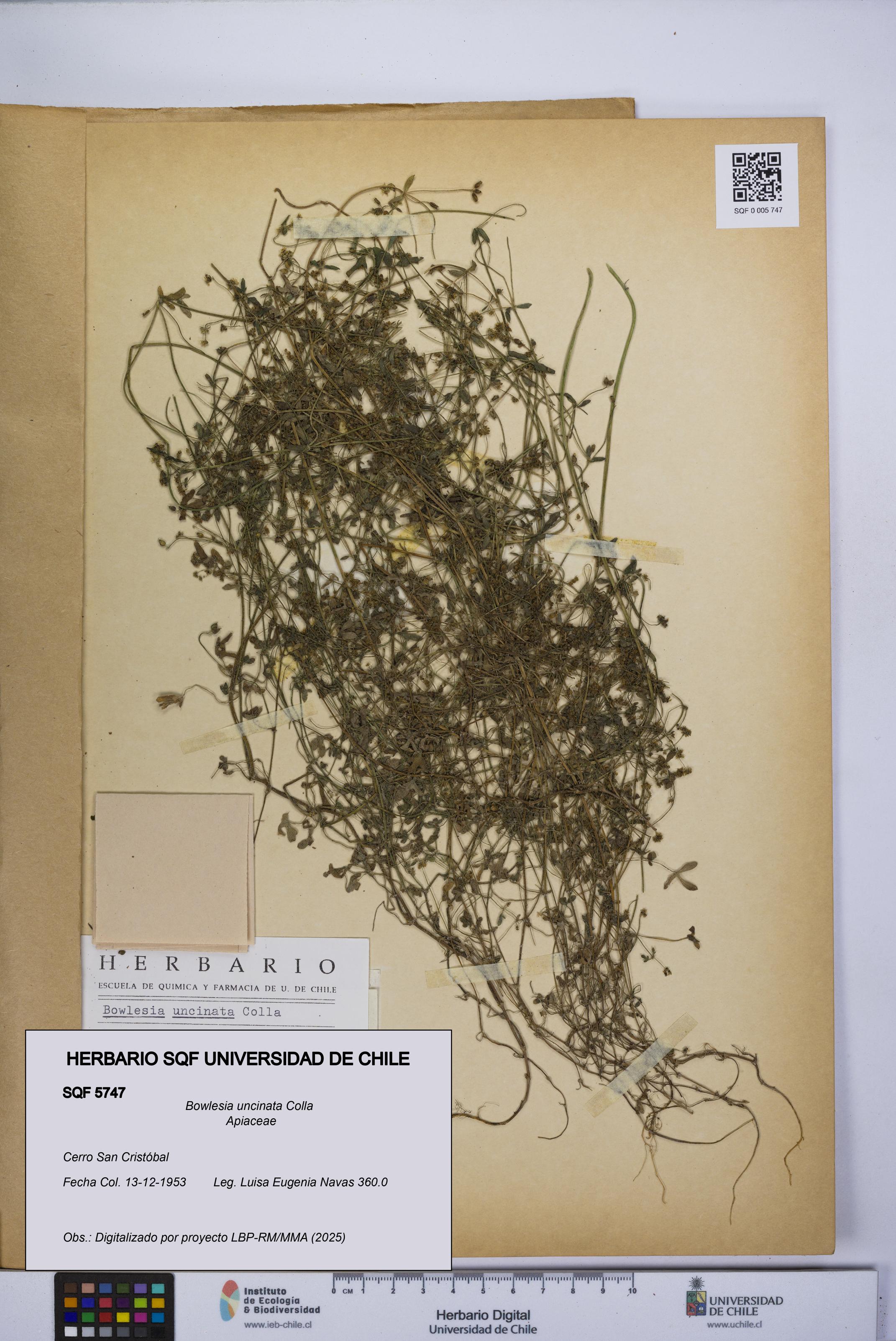 Bowlesia uncinata [Espécimen: UCH:SQF:0005747]