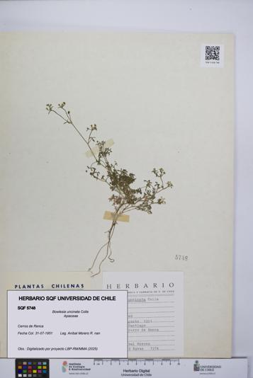 Bowlesia uncinata [Espécimen: UCH:SQF:0005748]