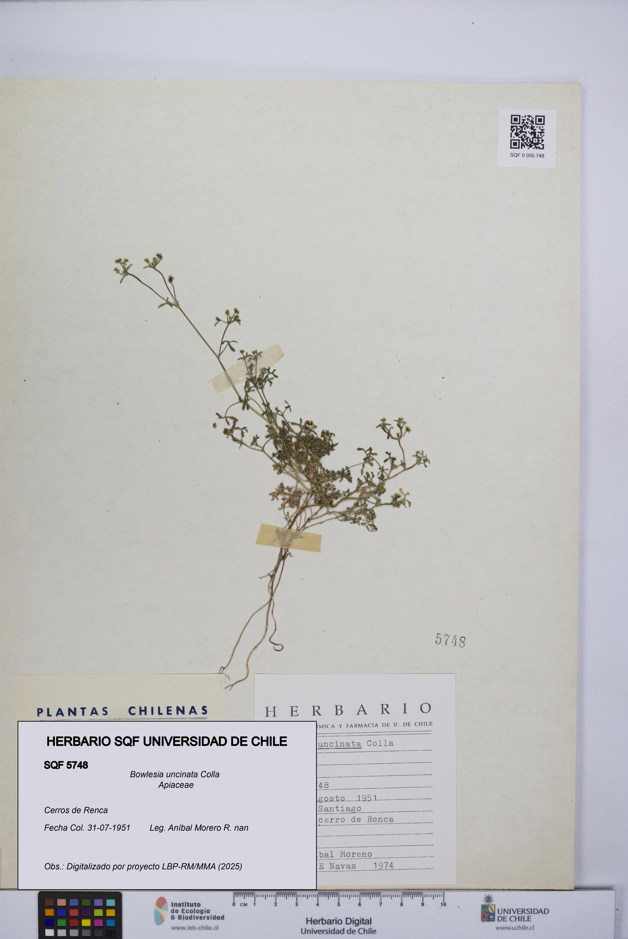 Bowlesia uncinata [Espécimen: UCH:SQF:0005748]