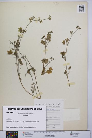 Bowlesia incana [Espécimen: UCH:SQF:0005749]