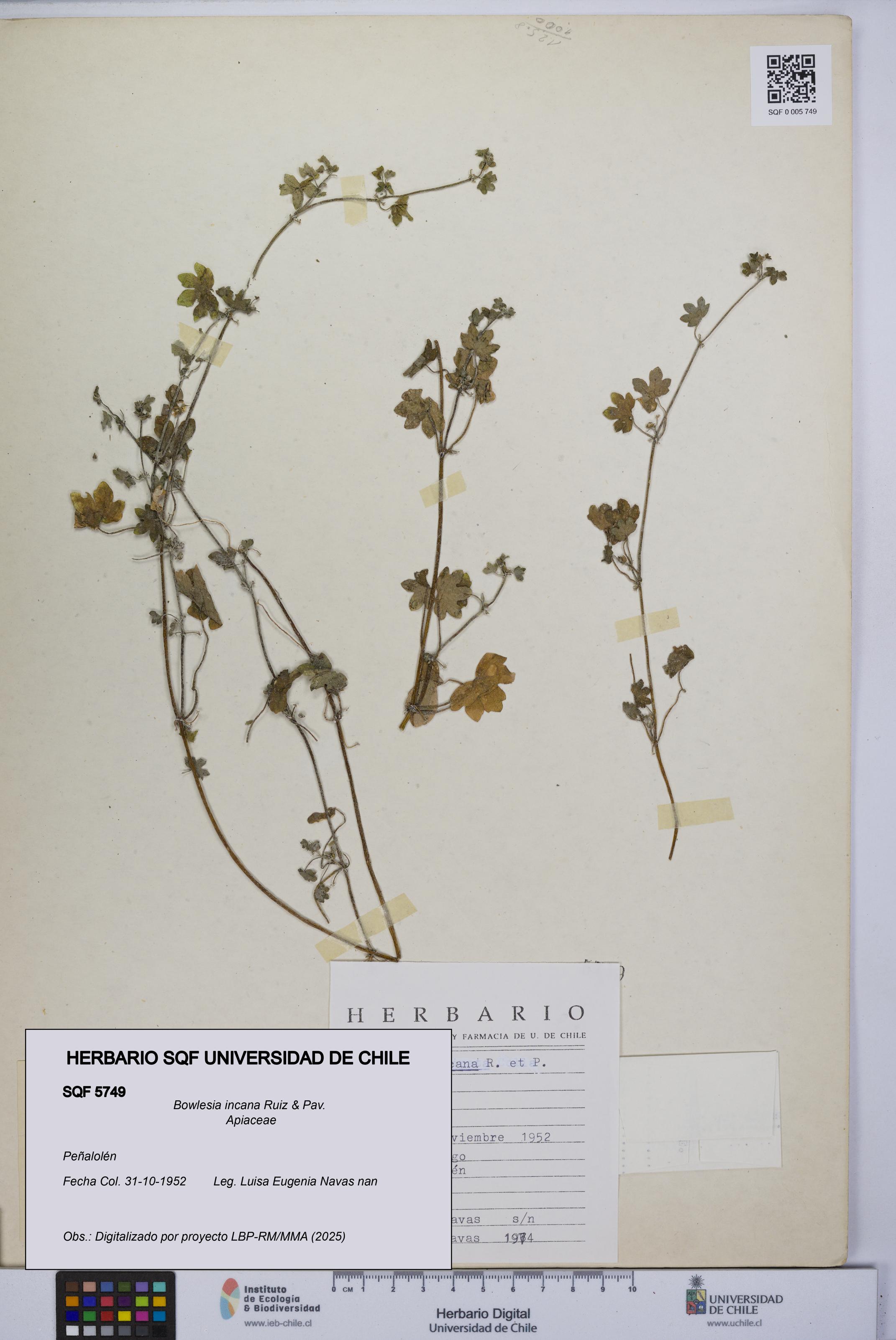 Bowlesia incana [Espécimen: UCH:SQF:0005749]