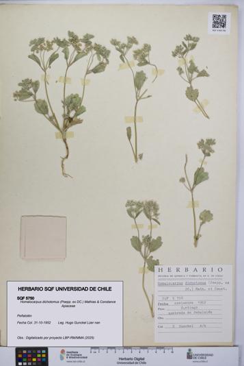 Homalocarpus dichotomus [Espécimen: UCH:SQF:0005750]