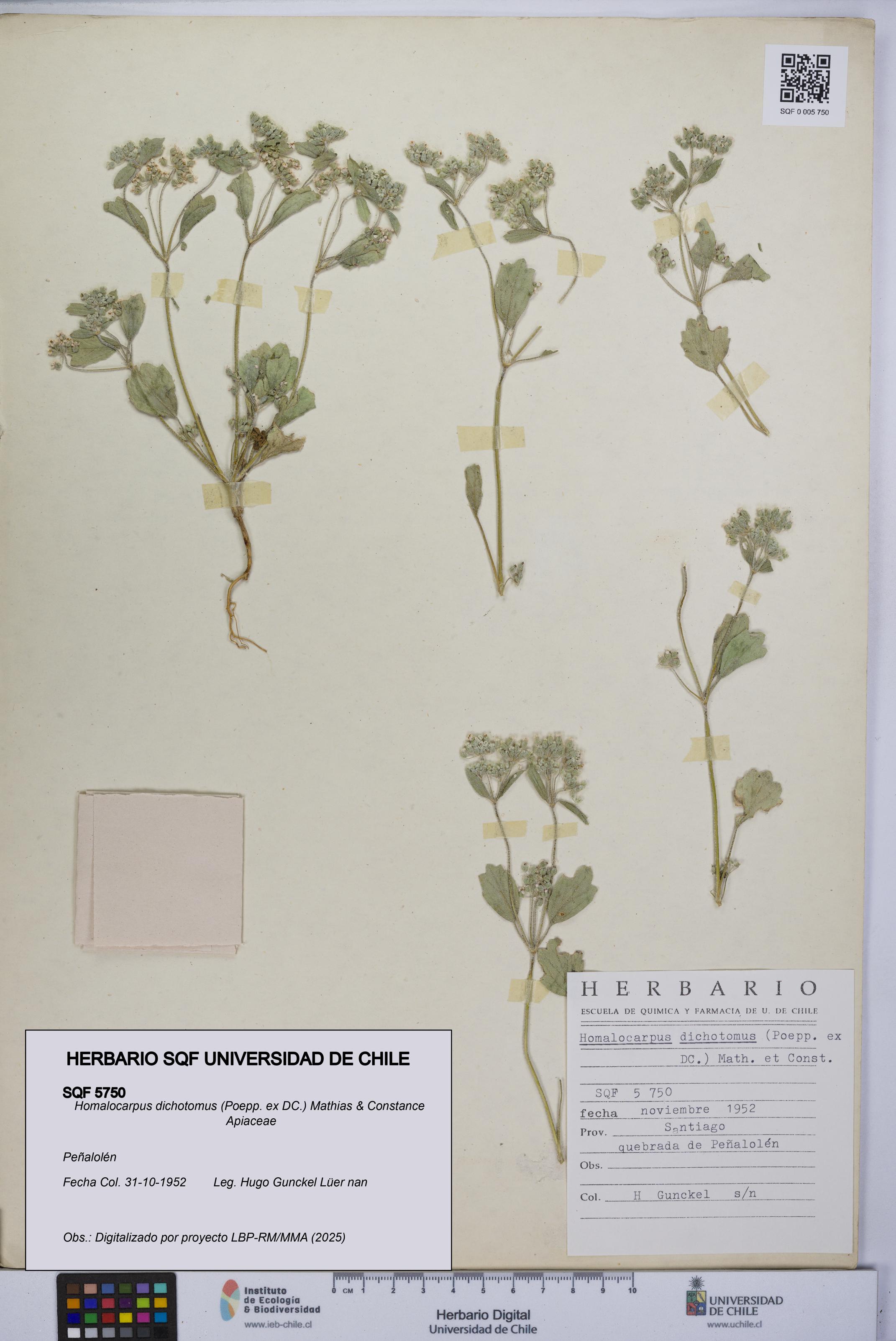 Homalocarpus dichotomus [Espécimen: UCH:SQF:0005750]