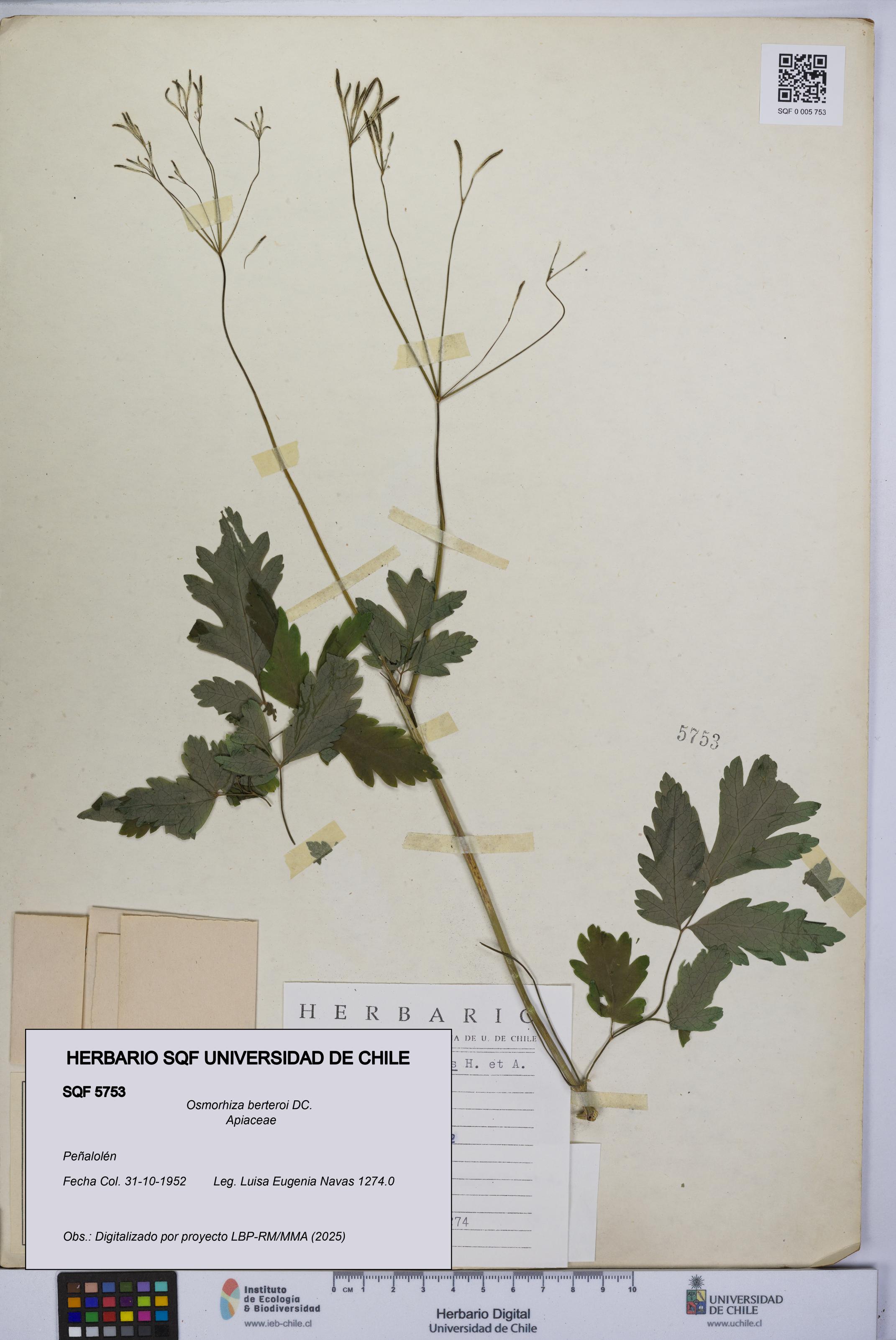 Osmorhiza berteroi [Espécimen: UCH:SQF:0005753]