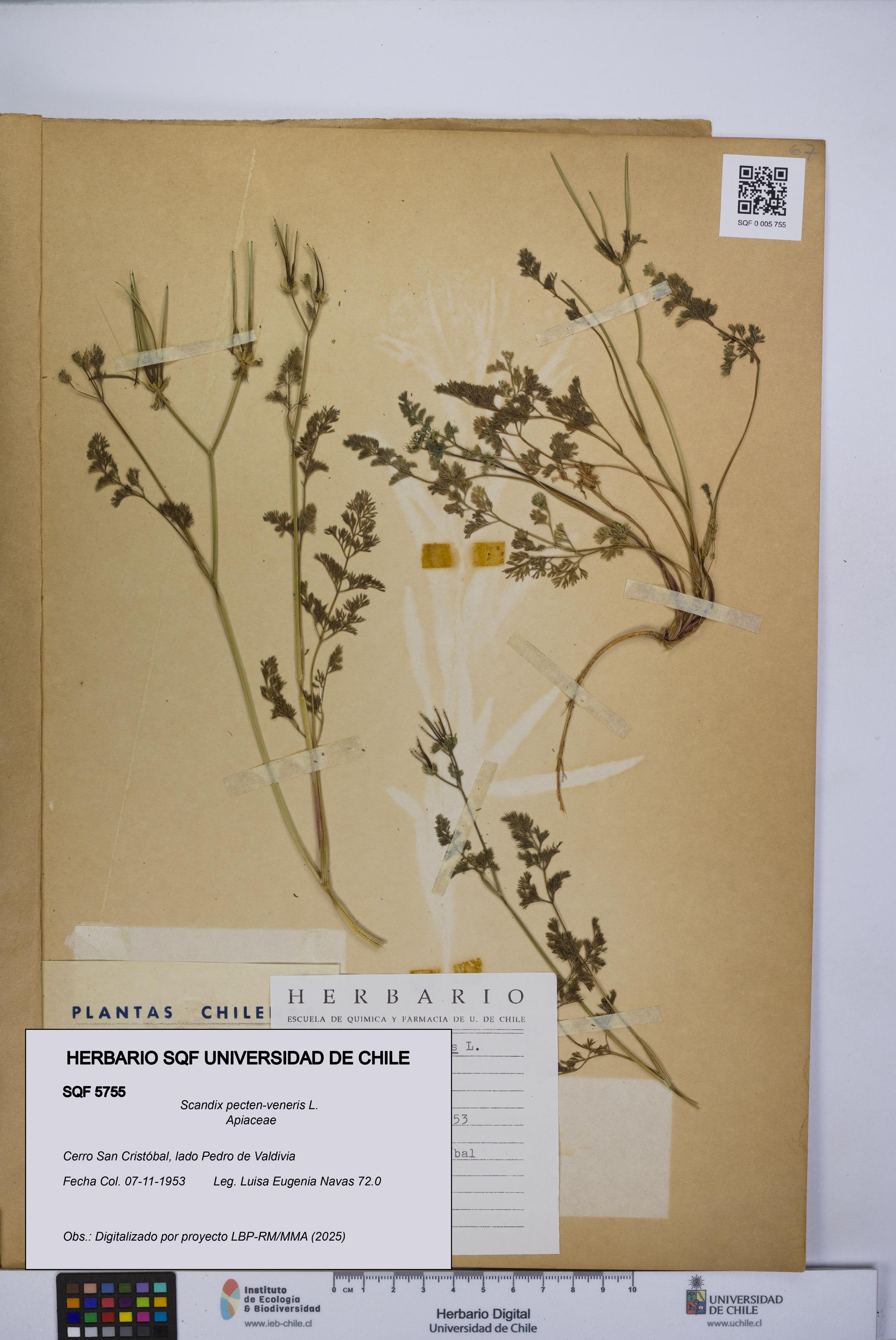 Scandix pecten-veneris [Espécimen: UCH:SQF:0005755]