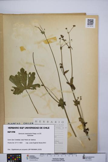 Sanicula crassicaulis [Espécimen: UCH:SQF:0005756]