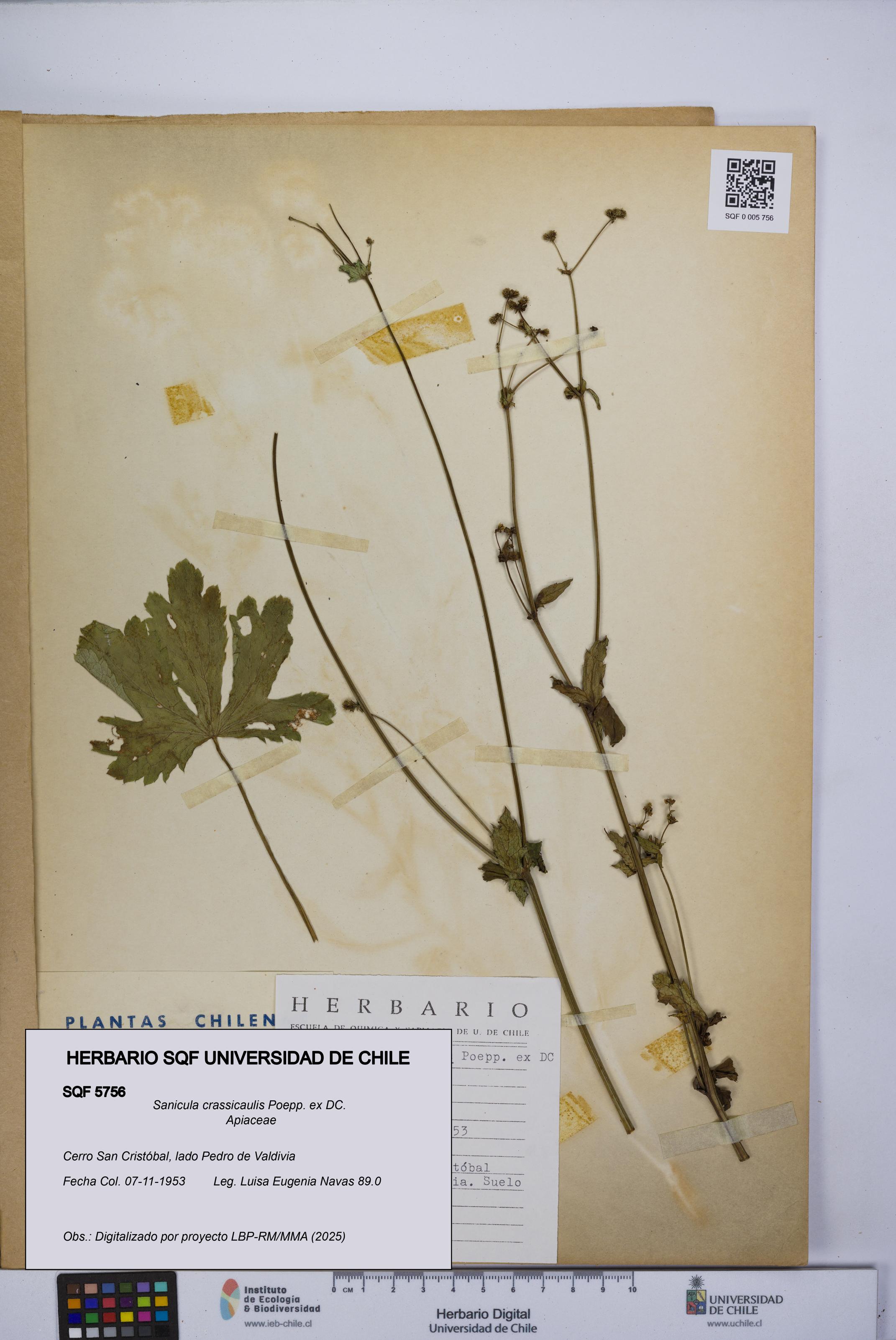 Sanicula crassicaulis [Espécimen: UCH:SQF:0005756]