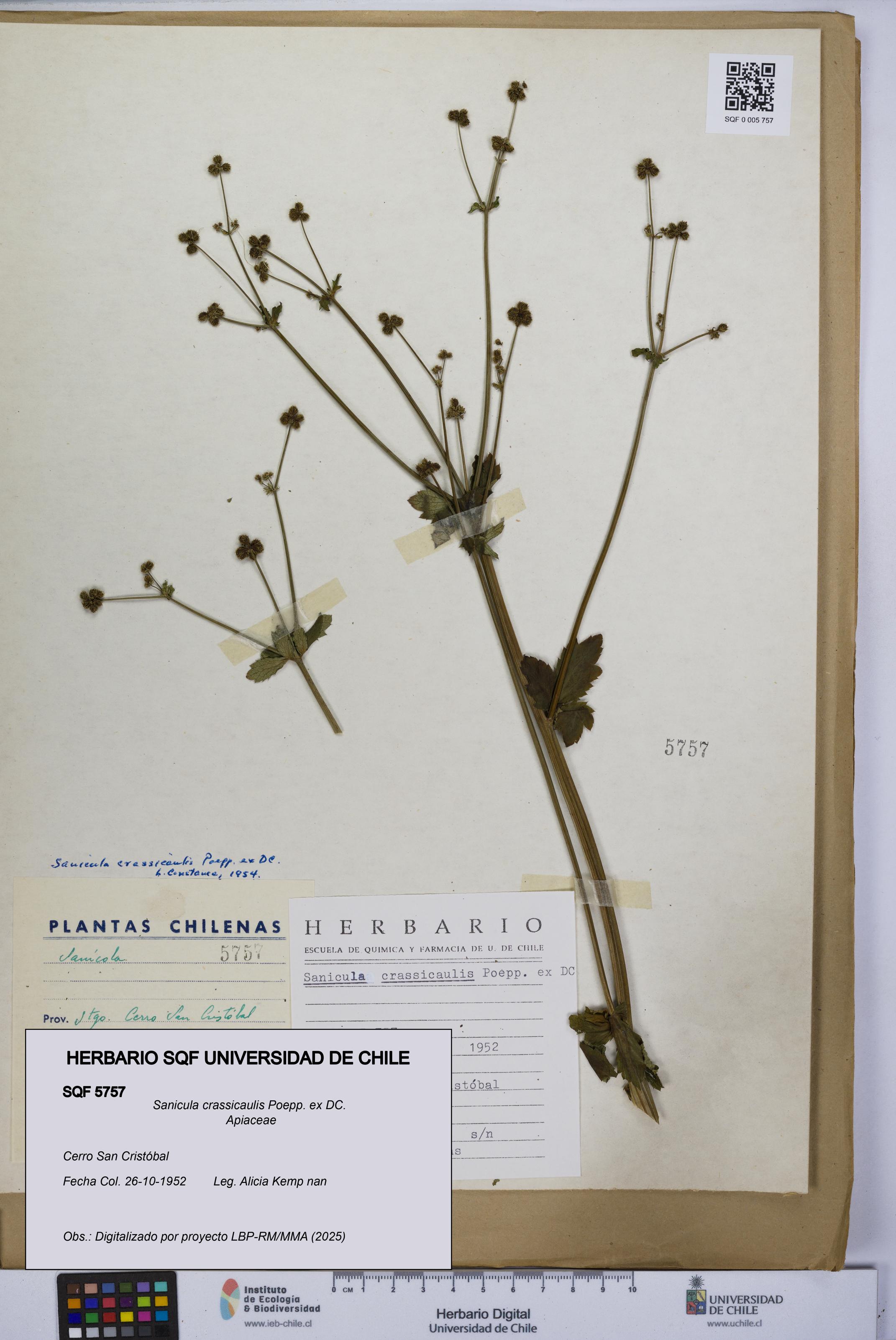 Sanicula crassicaulis [Espécimen: UCH:SQF:0005757]