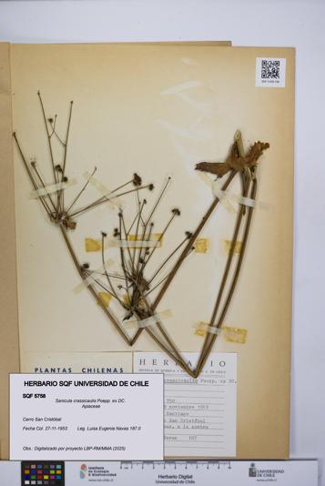 Sanicula crassicaulis [Espécimen: UCH:SQF:0005758]