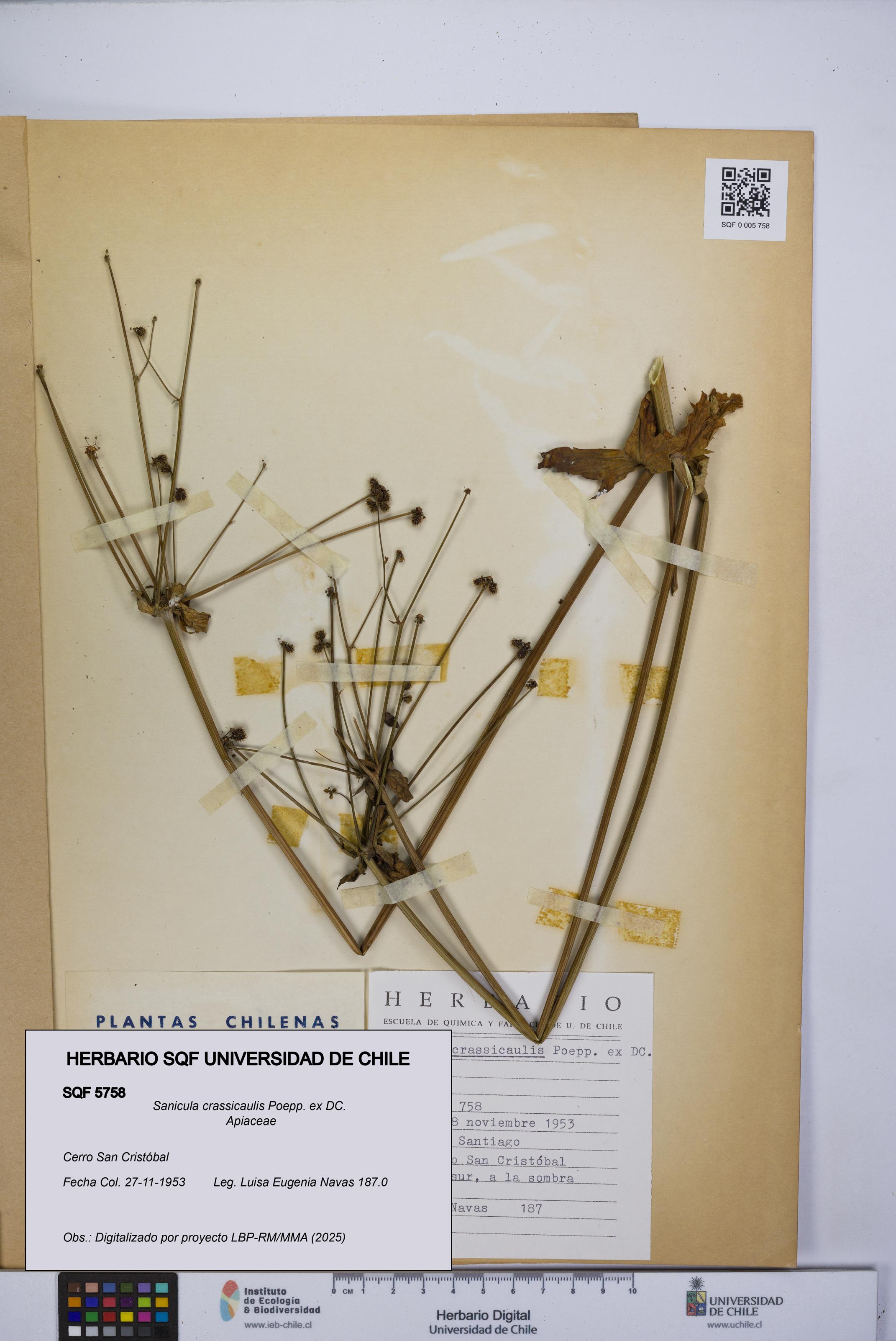 Sanicula crassicaulis [Espécimen: UCH:SQF:0005758]