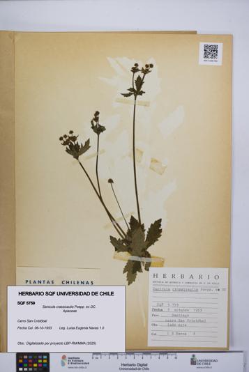 Sanicula crassicaulis [Espécimen: UCH:SQF:0005759]