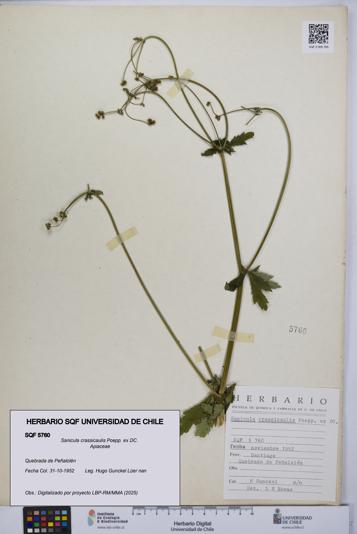 Sanicula crassicaulis [Espécimen: UCH:SQF:0005760]