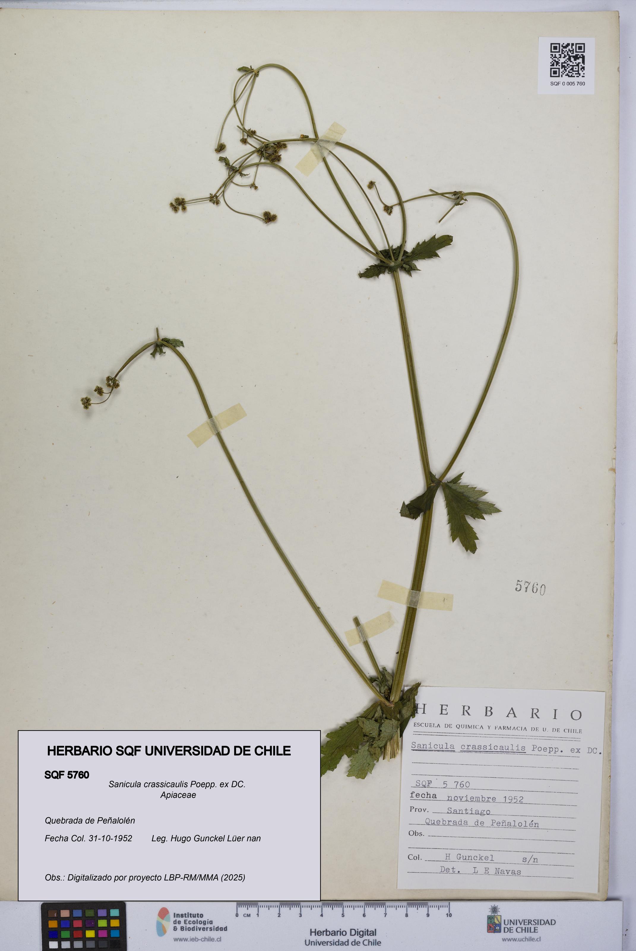 Sanicula crassicaulis [Espécimen: UCH:SQF:0005760]