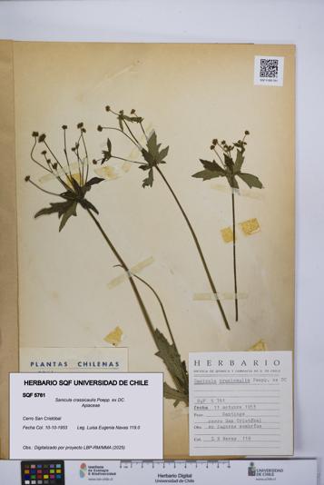 Sanicula crassicaulis [Espécimen: UCH:SQF:0005761]