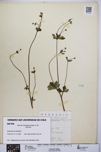 Sanicula crassicaulis [Espécimen: UCH:SQF:0005762]