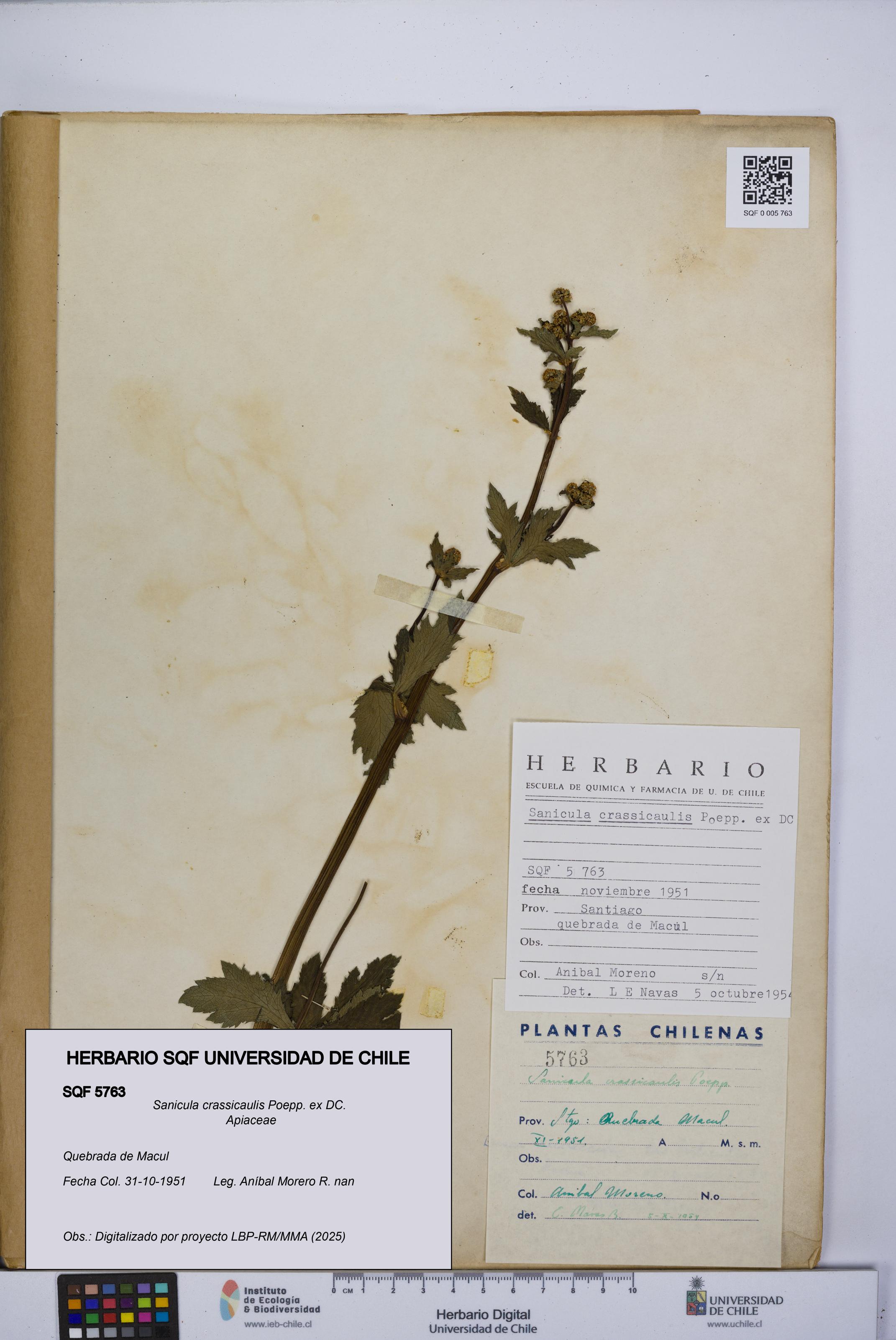 Sanicula crassicaulis [Espécimen: UCH:SQF:0005763]