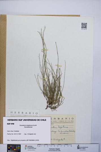 Equisetum bogotense [Espécimen: UCH:SQF:0005765]
