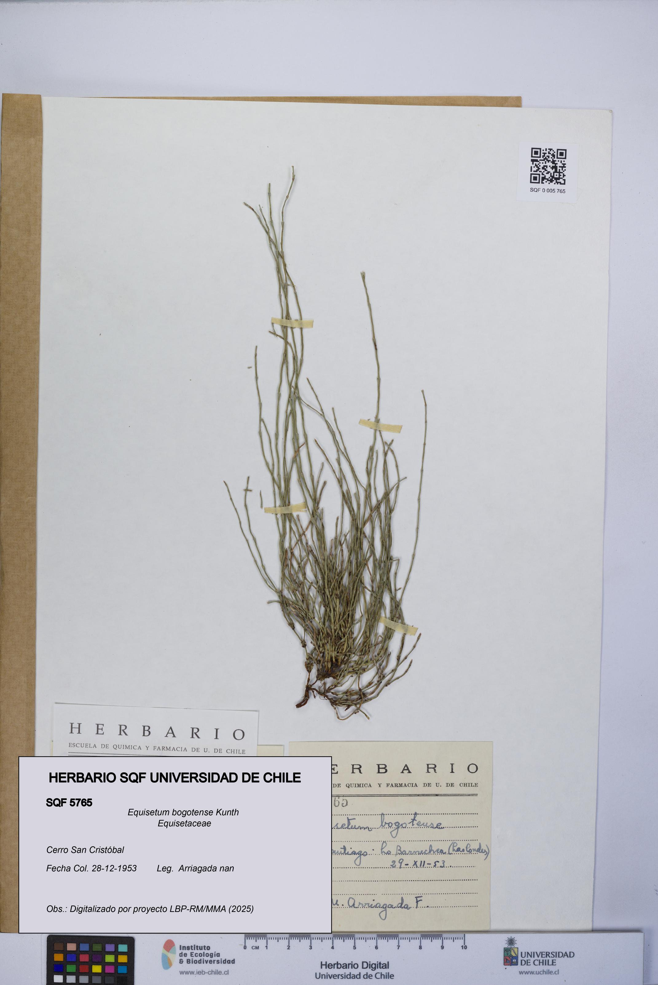 Equisetum bogotense [Espécimen: UCH:SQF:0005765]