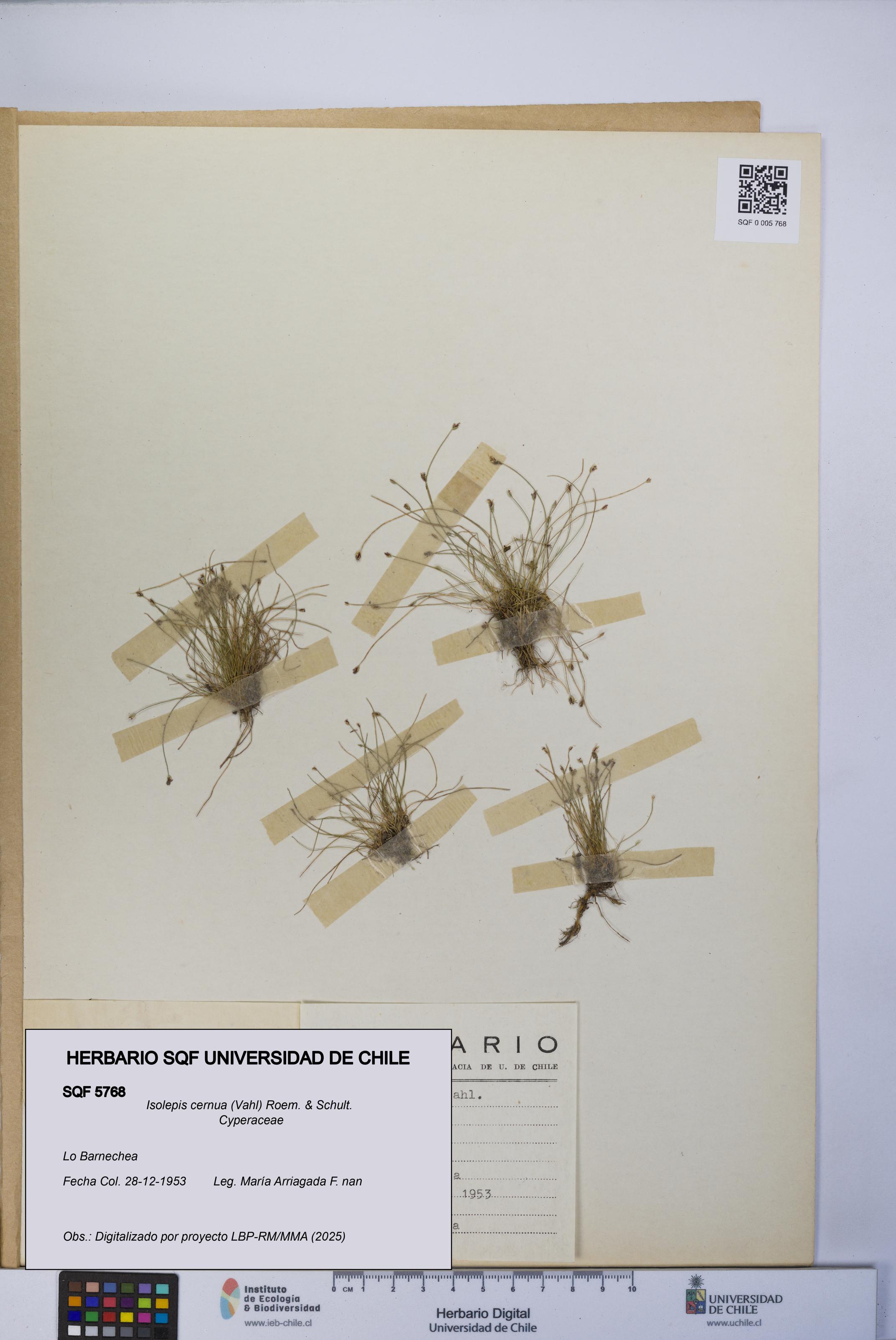 Isolepis cernua [Espécimen: UCH:SQF:0005768]