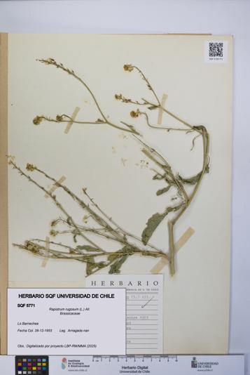 Rapistrum rugosum [Espécimen: UCH:SQF:0005771]