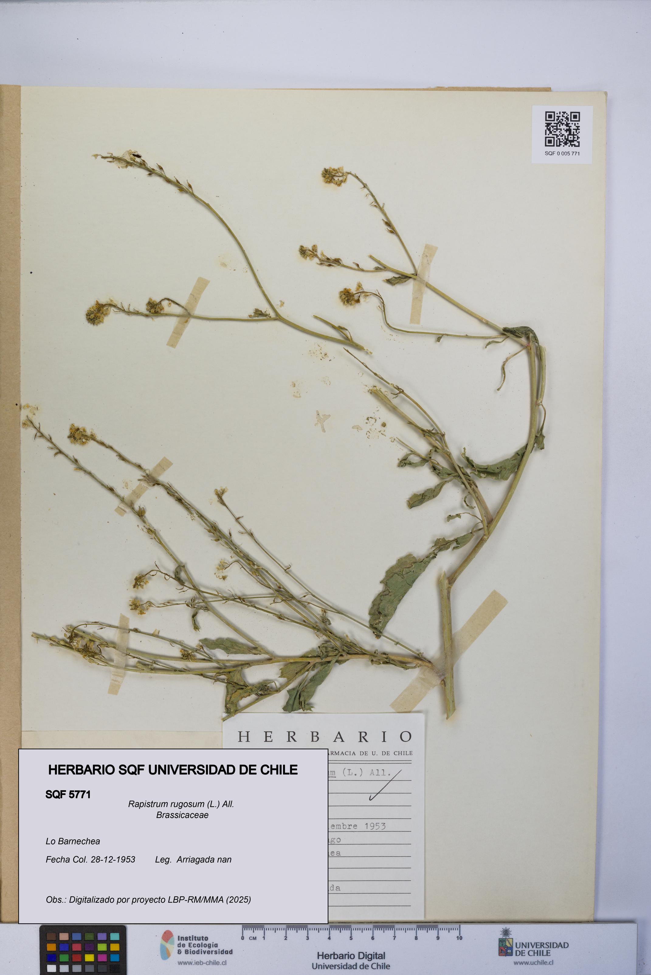 Rapistrum rugosum [Espécimen: UCH:SQF:0005771]