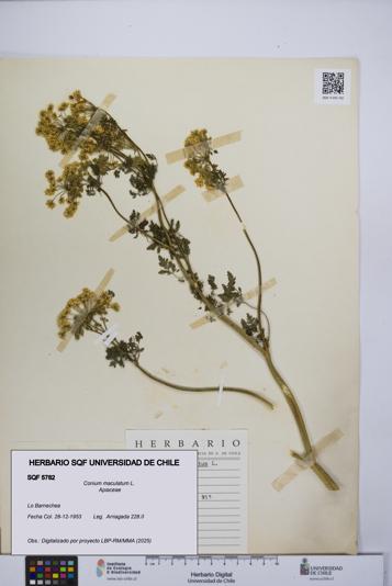 Conium maculatum [Espécimen: UCH:SQF:0005782]