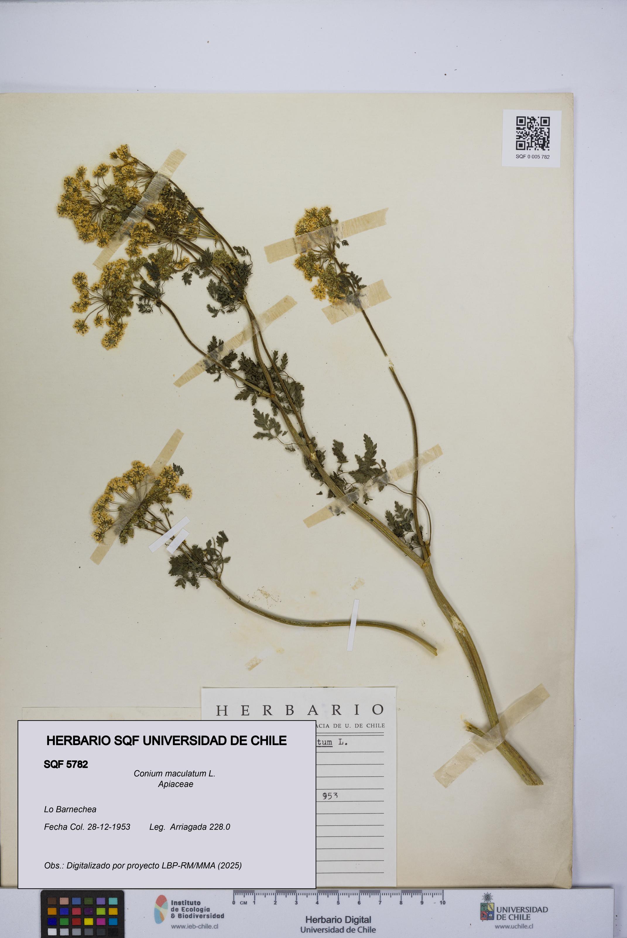 Conium maculatum [Espécimen: UCH:SQF:0005782]