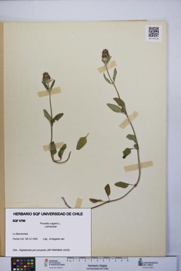 Prunella vulgaris [Espécimen: UCH:SQF:0005785]