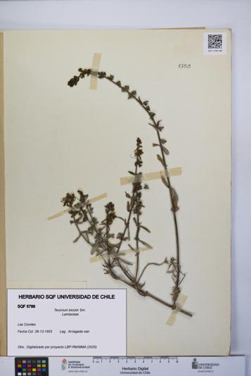 Teucrium bicolor [Espécimen: UCH:SQF:0005788]