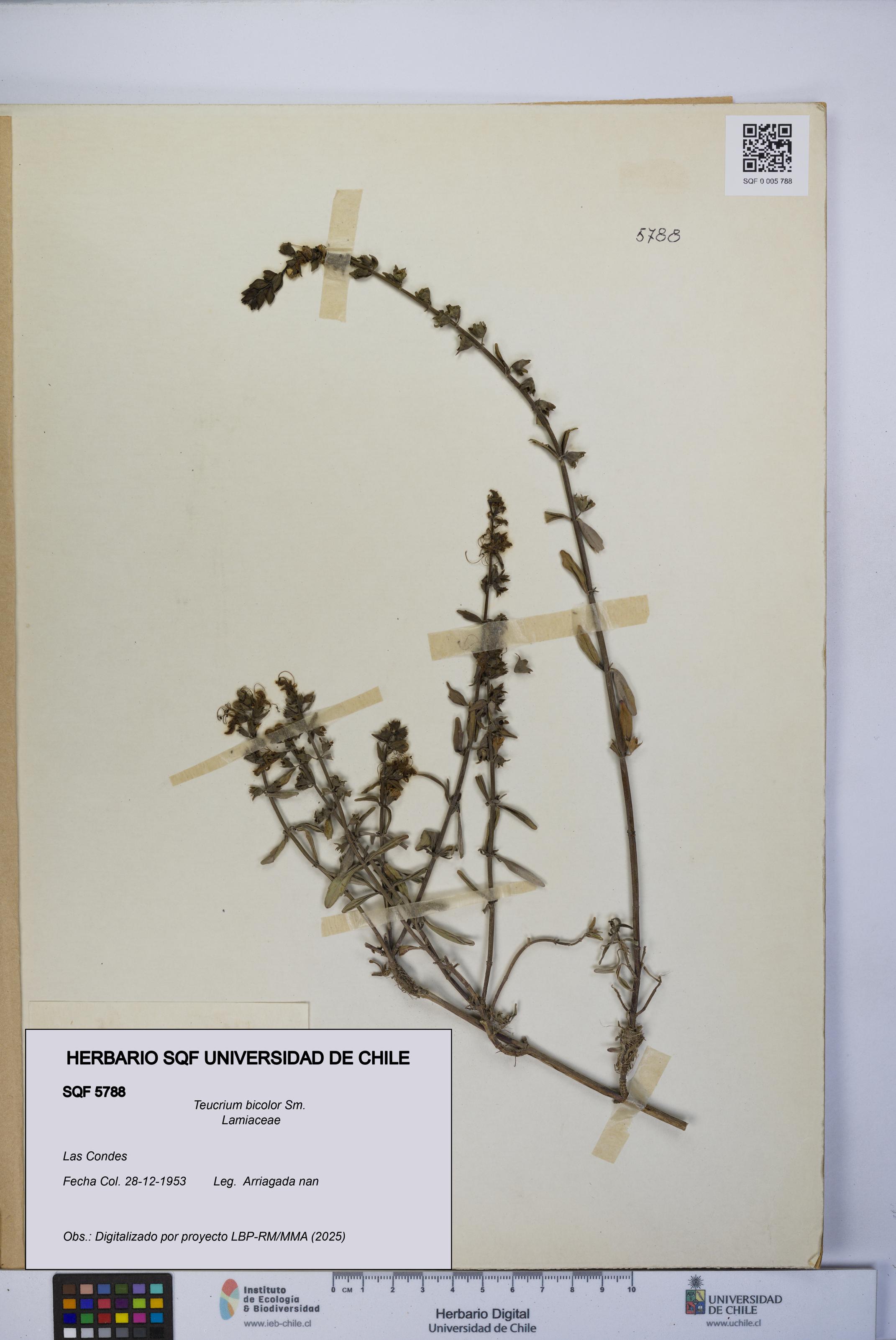 Teucrium bicolor [Espécimen: UCH:SQF:0005788]