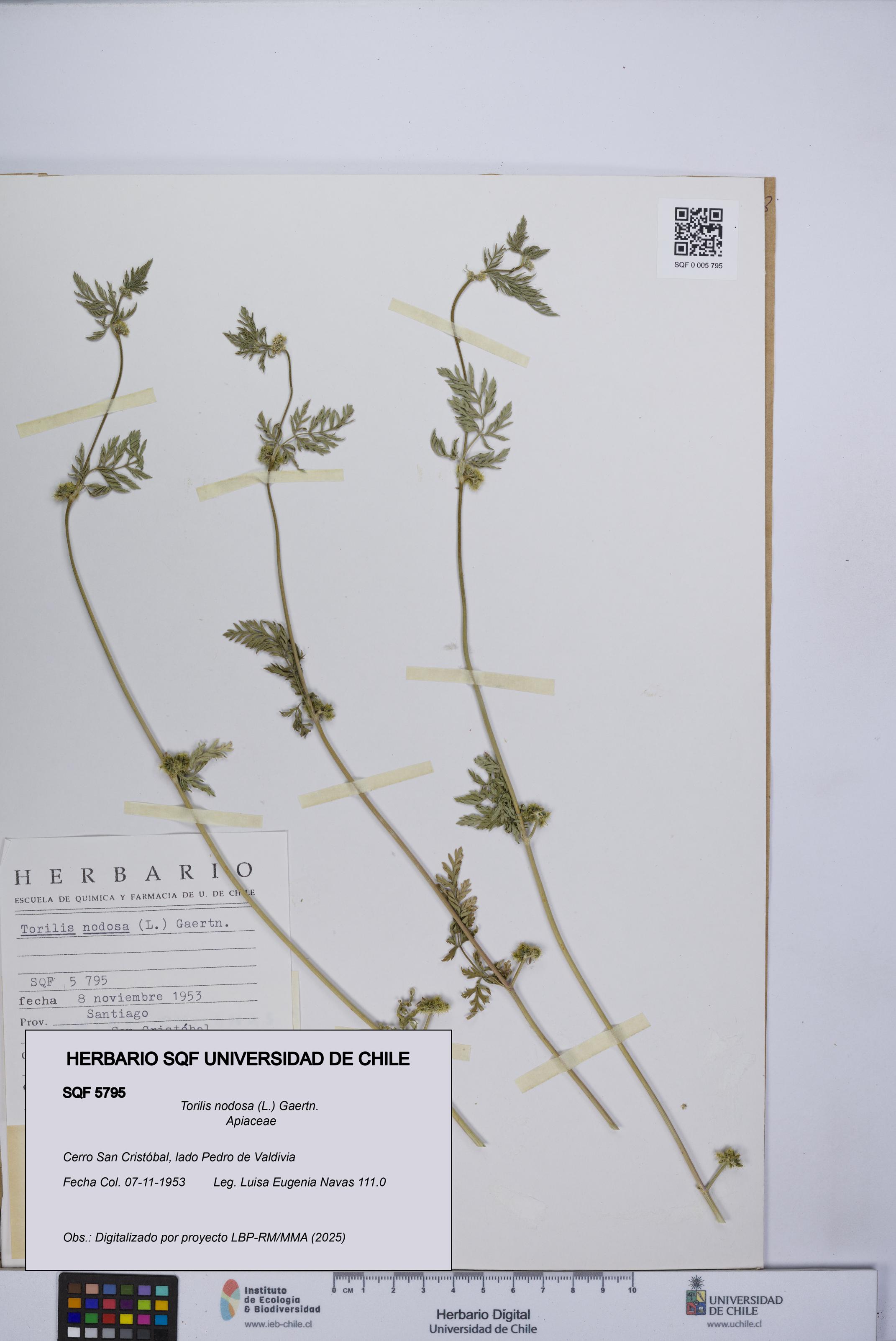 Torilis nodosa [Espécimen: UCH:SQF:0005795]