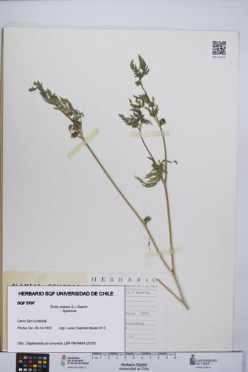 Torilis nodosa [Espécimen: UCH:SQF:0005797]